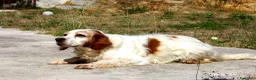 Breton cani in regalo: Bret aspetta una famiglia dal cuore grande!! - Annuncio 7