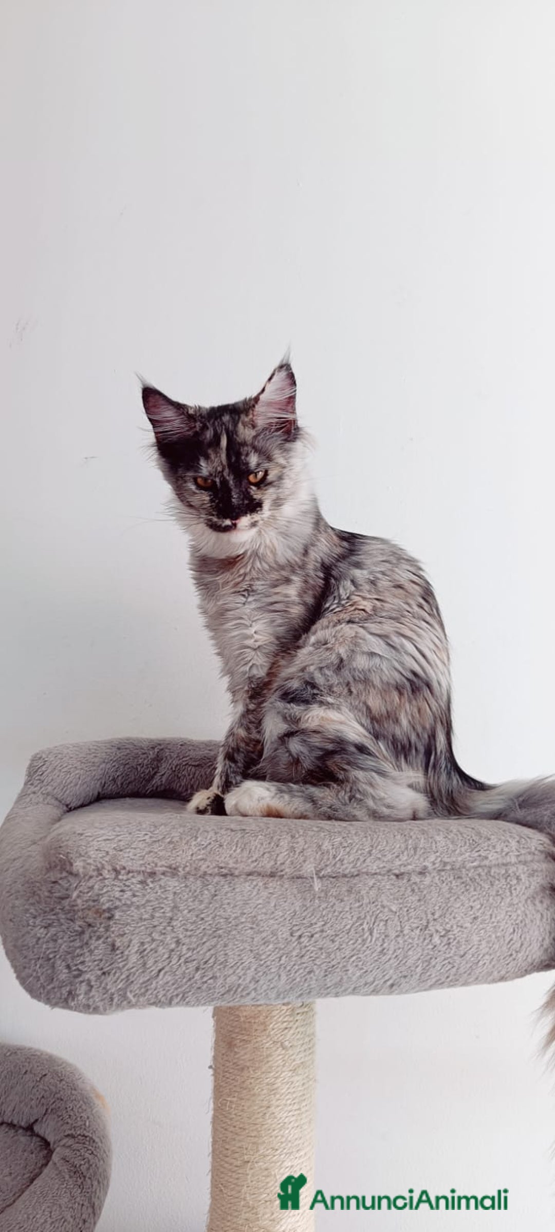 Maine Coon gatti in vendita:  Maine Coon pedigree ANFI senza limitazioni  - Annuncio 18