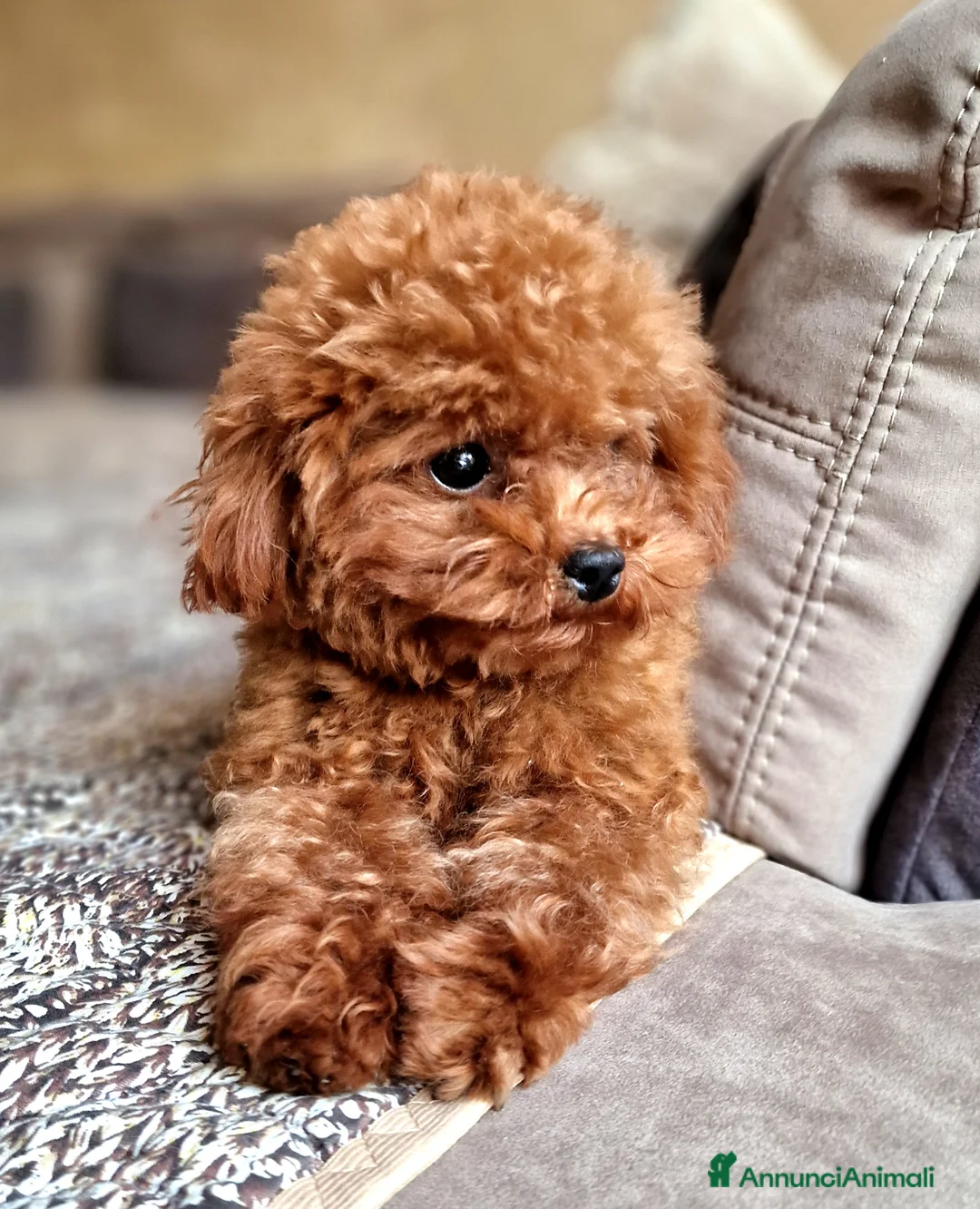 Barboncino Toy cani per accoppiamento: Barboncino per accopiamento  / monta - Annuncio 5