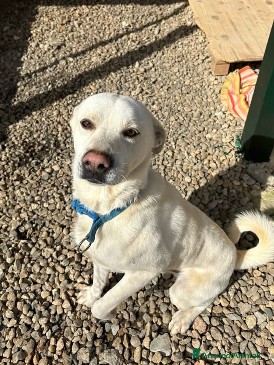 Meticcio cani in regalo: CALI' giovane rimasto solo! Bravo!  - Annuncio 2