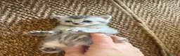 Scottish gatti in vendita: Bellissimi cuccioli Scottish  - Annuncio 3