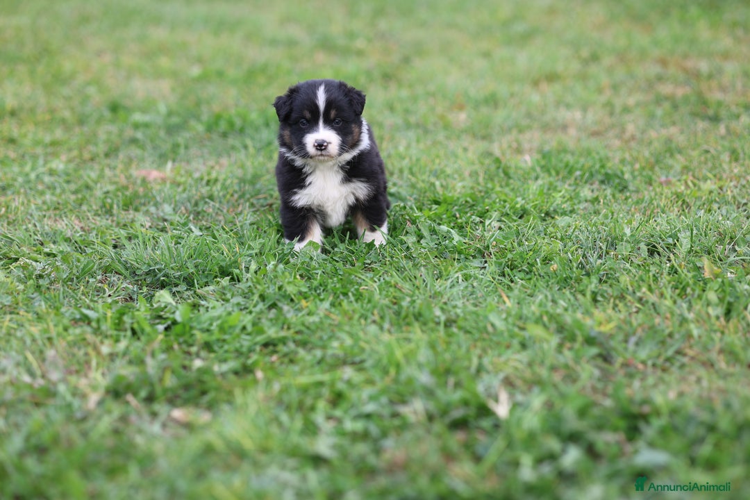 Australian Shepherd cani in vendita: Cucciole di Pastore Australiano  - Annuncio 4