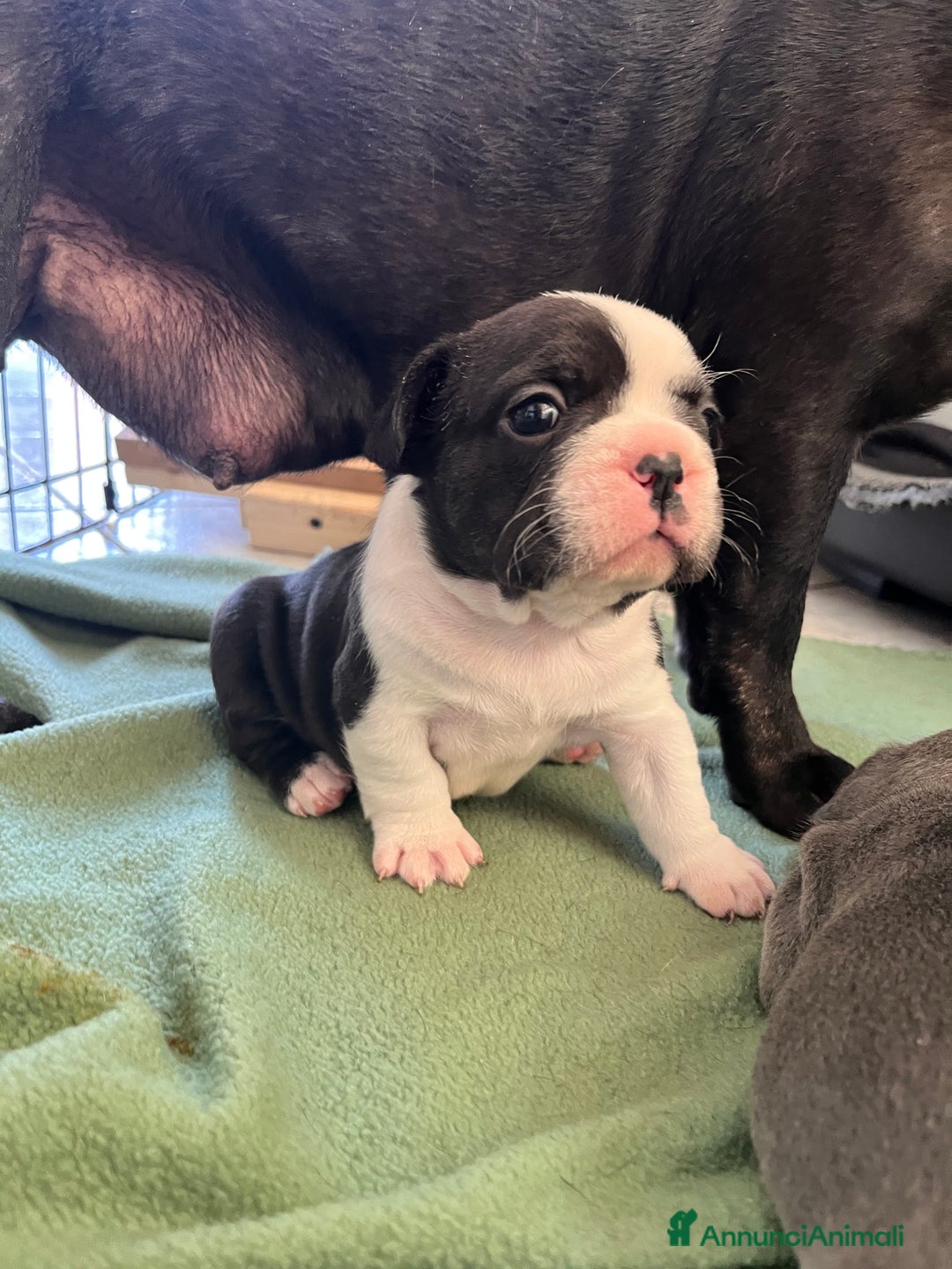 Bulldog Francese cani in vendita: Cucciola bulldog francese  a Provincia di Varese - Immagine 3