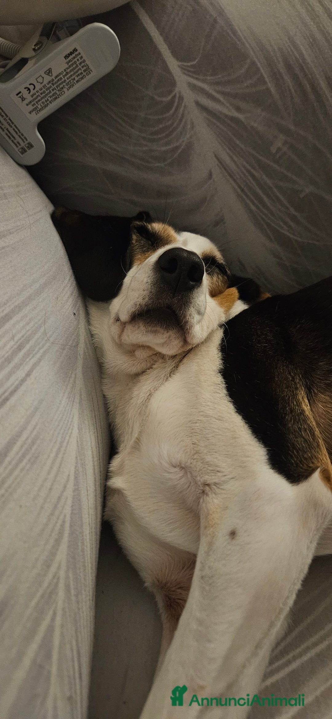 Meticcio cani in regalo: SALVA LA VITA AD UN CUCCIOLO! - Annuncio 13