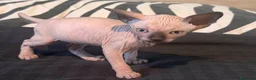 Sphynx gatti in vendita: cuccioli di Sphynx  - Annuncio 9