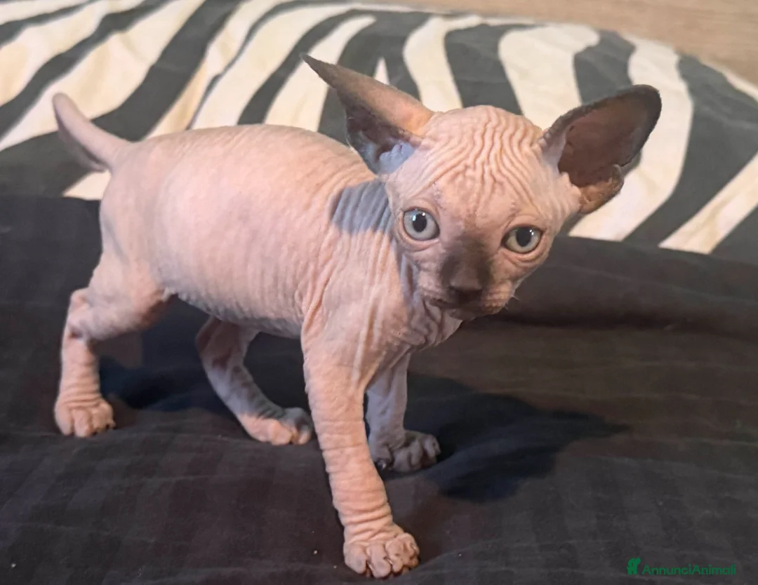 Sphynx gatti in vendita: cuccioli di Sphynx  - Annuncio 9