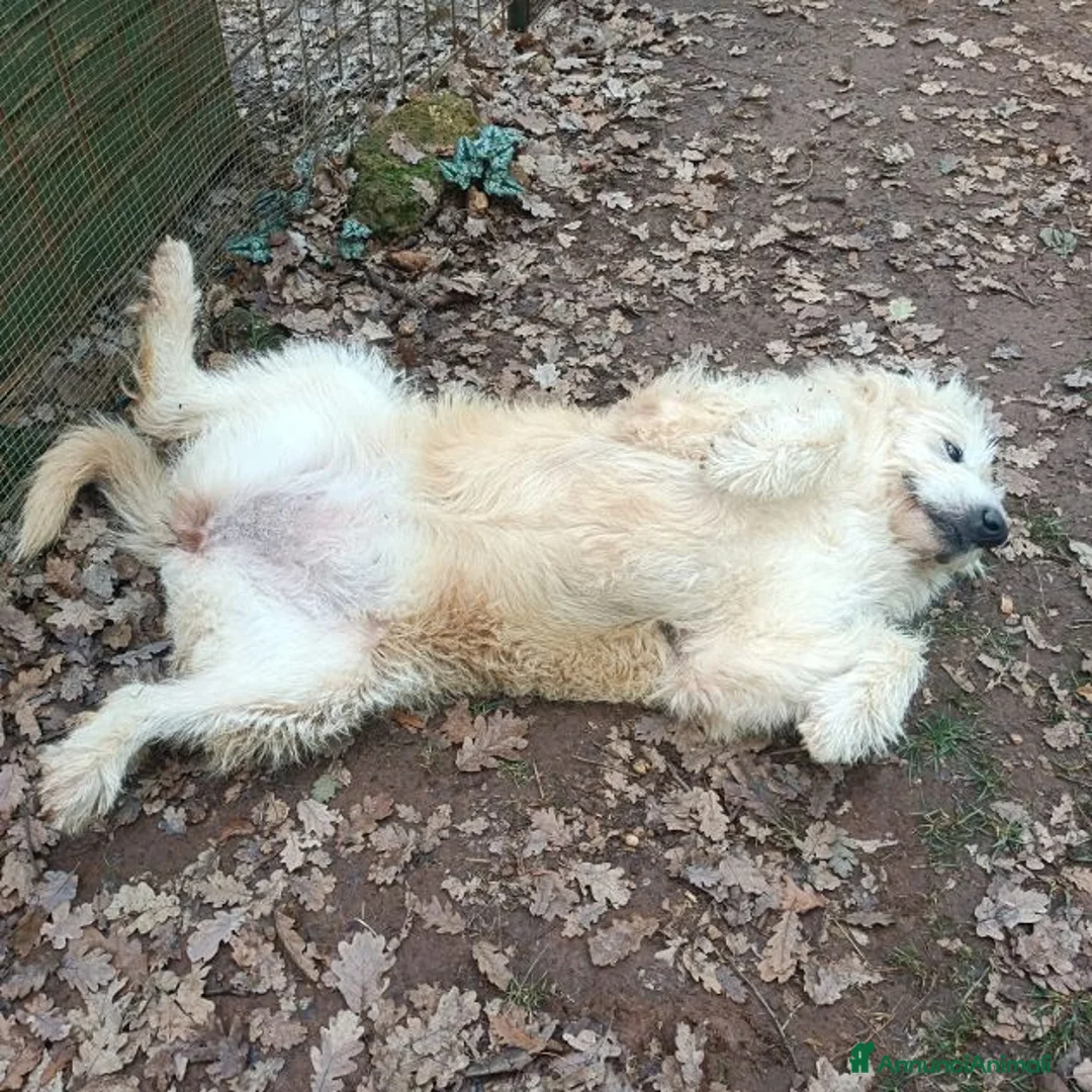 Meticcio cani in regalo: REBECCA bellissima rimasta sola - Annuncio 3