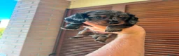 Bassotto cani in vendita: Cuccioli di bassotto  - Annuncio 4