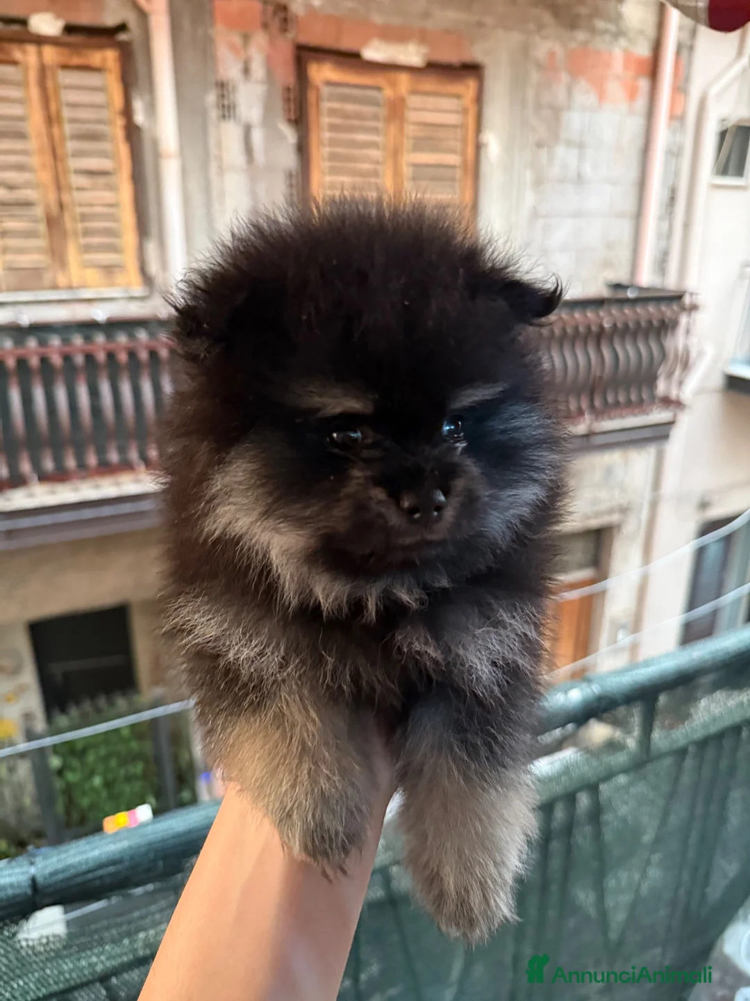 Spitz cani in vendita: spitz a Città metropolitana di Catania - Annuncio 2