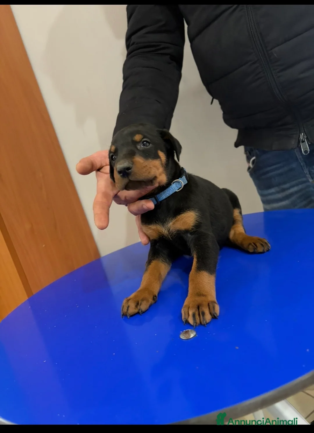 Dobermann cani in vendita: Vendo cuccioli di dobermann - Annuncio 7