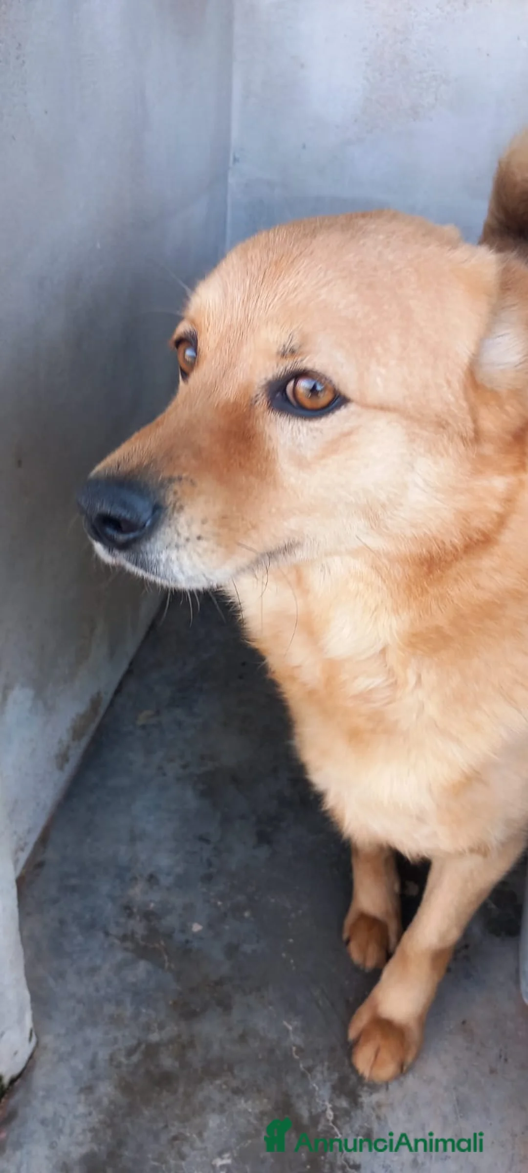 Meticcio cani in regalo: CESARE I suoi occhi parlano a Città Metropolitana di Venezia - Annuncio 3