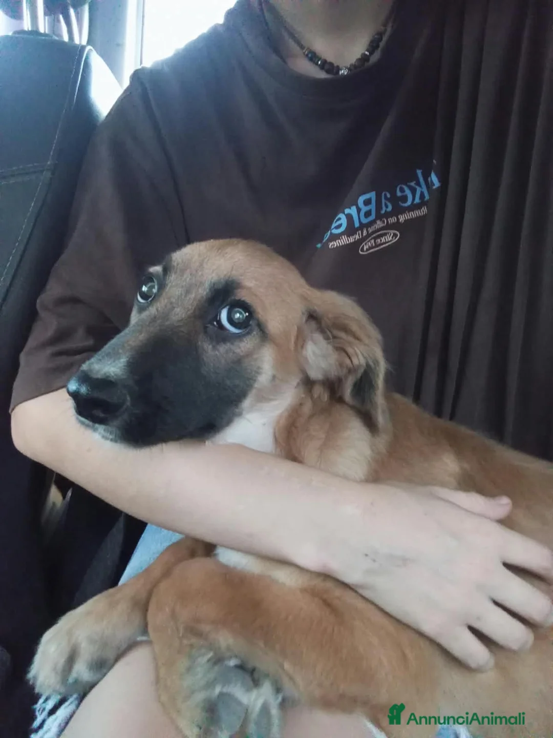 Meticcio cani in regalo: Renato ed i suoi dolcissimi occhioni - Annuncio 1