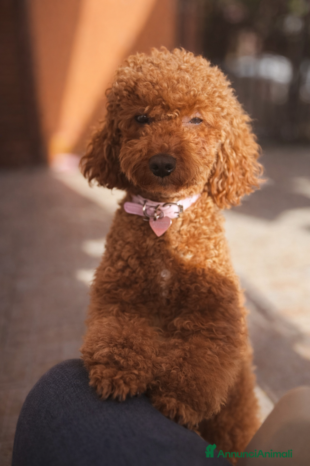 Barboncino Toy cani Cucciolata barboncini  - Annuncio 2