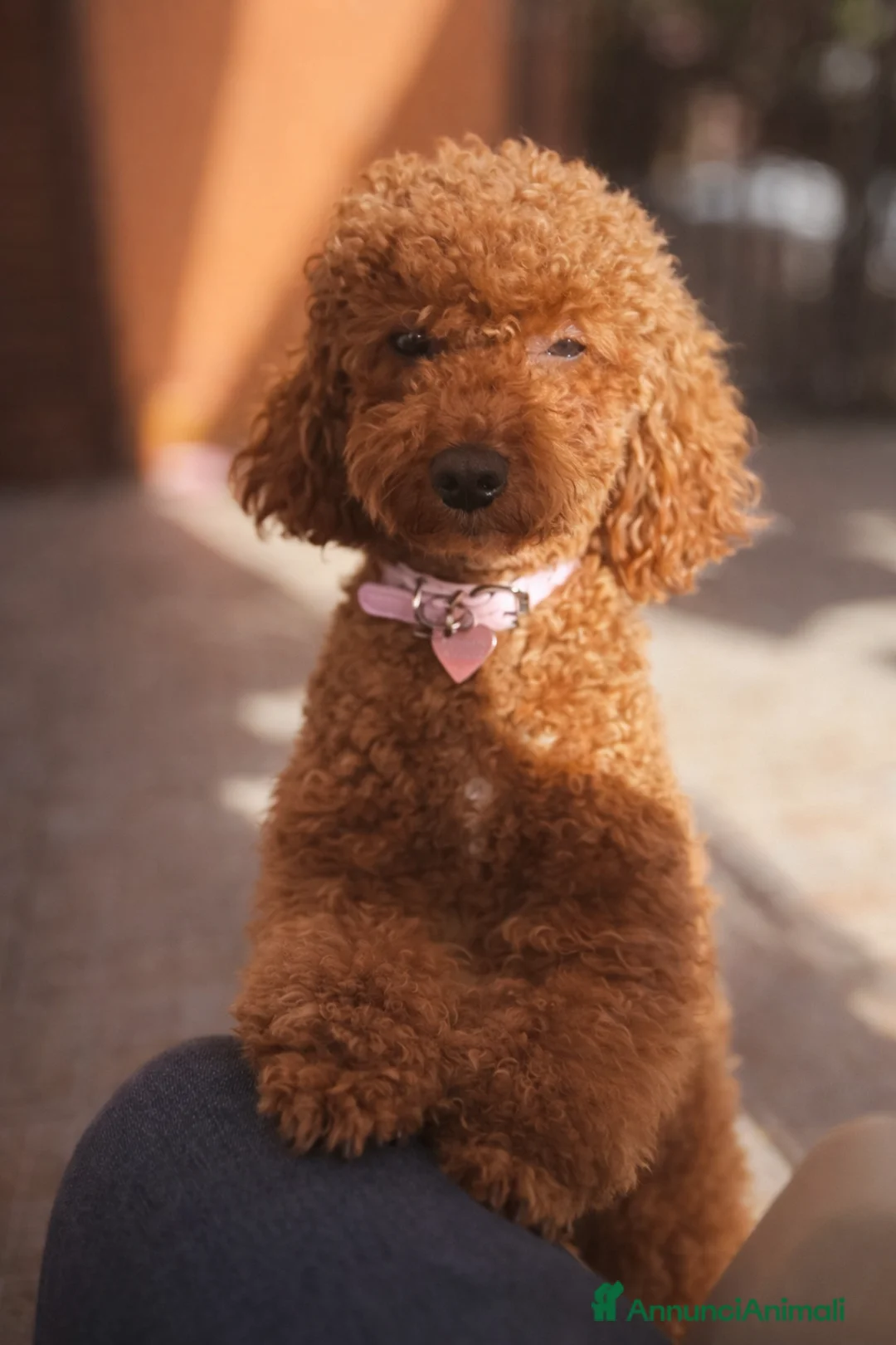 Barboncino Toy cani in vendita: Cucciolata barboncini  a Città metropolitana di Roma Capitale - Annuncio 2
