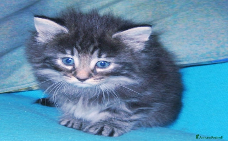 Norvegese gatti - Annuncio 2