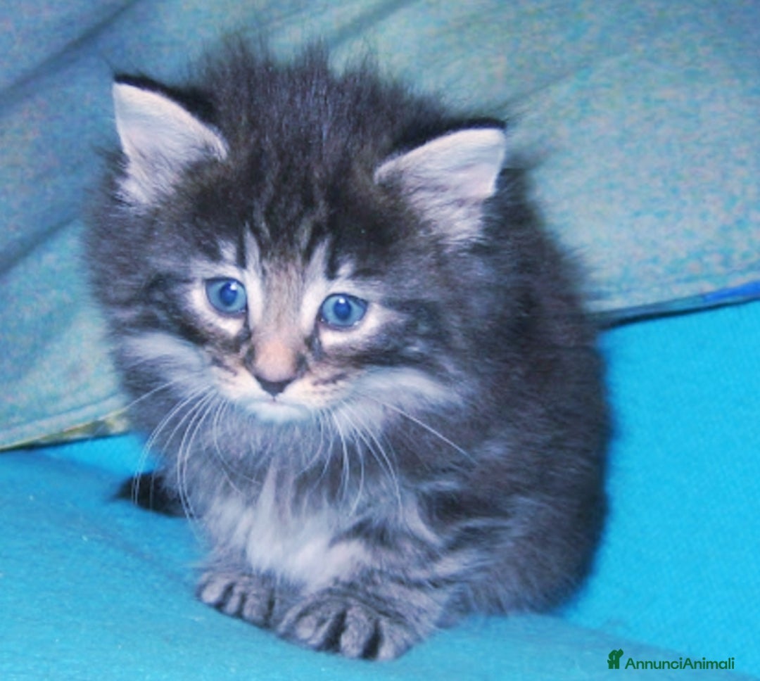 Norvegese gatti in vendita: Gattini Mix norvegese ( pelo lungo)  - Annuncio 1