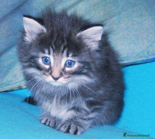 Norvegese gatti - Annuncio 1