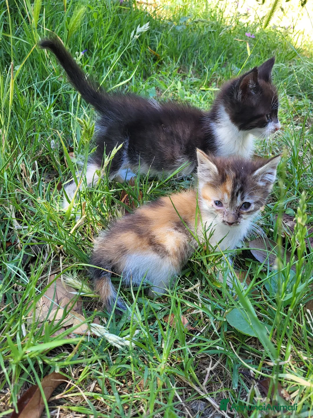 Meticcio gatti in regalo: Cuccioli gattini  - Annuncio 7