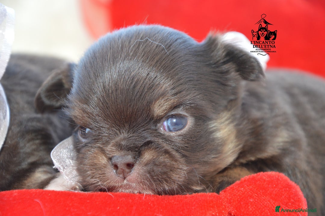 Chihuahua cani in vendita: Chihuahua linea russa pedigree Enci  - Annuncio 10