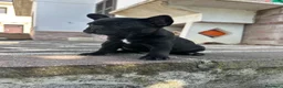 Bulldog Francese cani in vendita: bulldog francese nero tigrato  - Annuncio 5