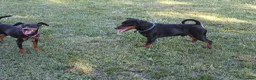 Pinscher Miniatura cani in vendita: Pinscher nano  - Annuncio 4