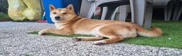 Shiba Inu cani in regalo: Kiko 6 anni cerca famiglia  a Provincia di Ferrara - Annuncio 4