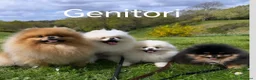 Volpino Pomerania cani in vendita: Volpini spitz pomerania toy - Annuncio 9