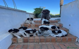 Lagotto cani in vendita: Lagotto romagnolo con pedigree  a Provincia di Crotone - Immagine 5