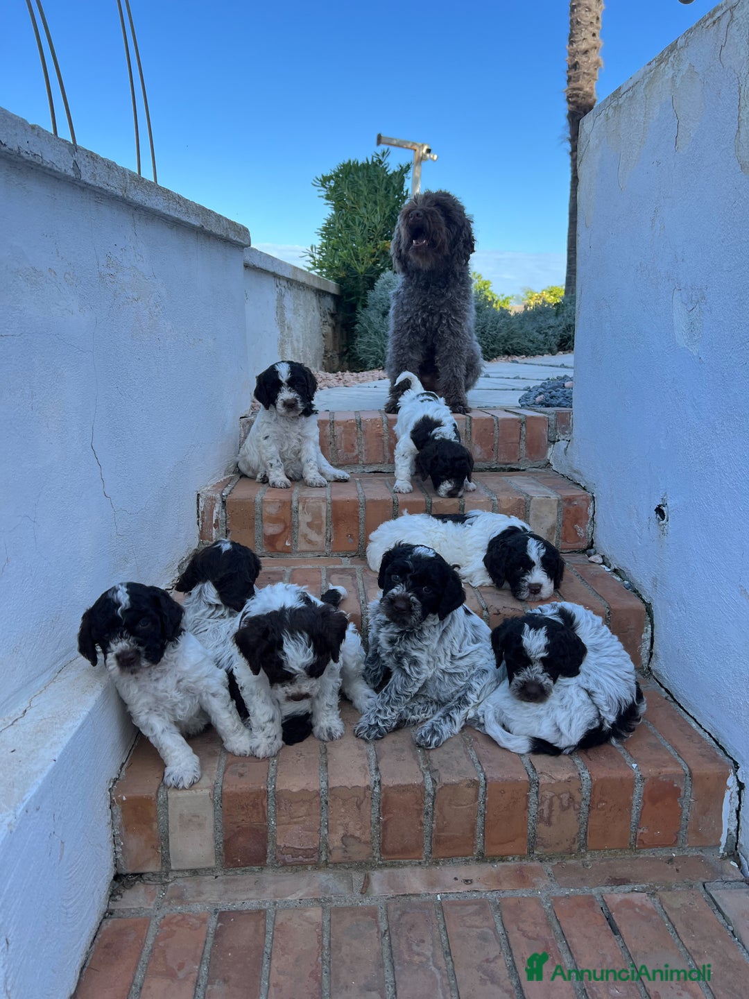 Lagotto cani in vendita: Lagotto romagnolo con pedigree  a Provincia di Crotone - Immagine 5