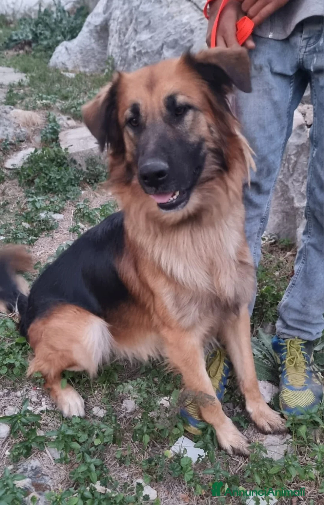 Meticcio cani in regalo: Panko, un coccolone tutto da adottare - Annuncio 3