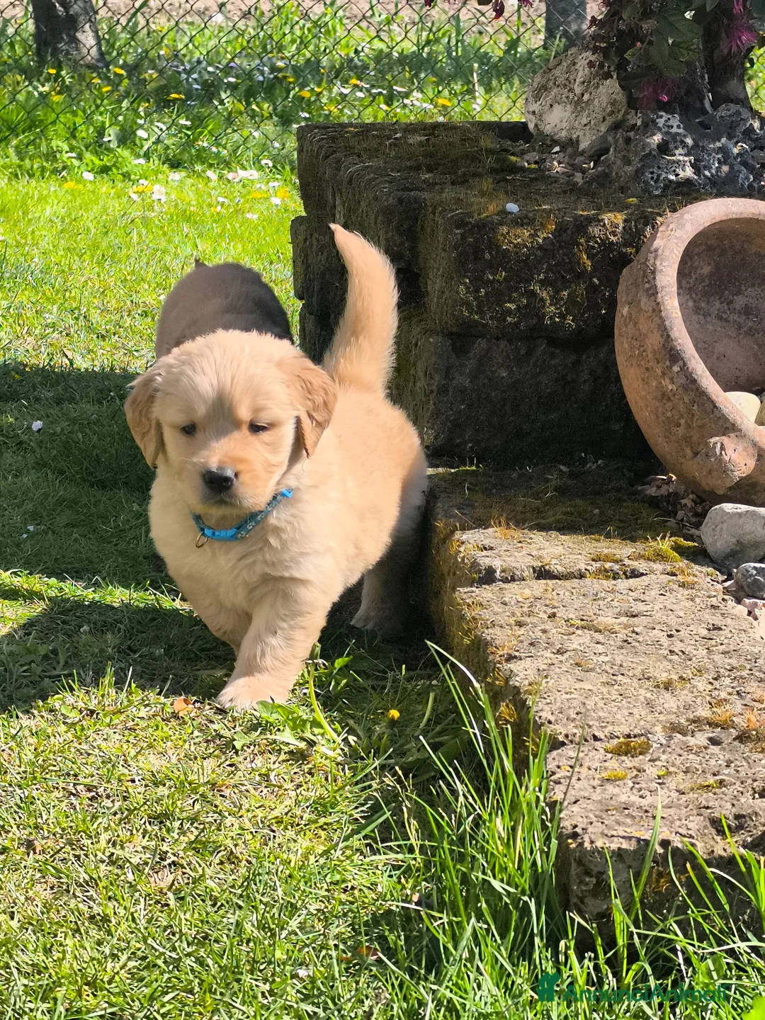 Golden Retriever cani in vendita: Cuccioli Golden retriever 90% linea americana - Annuncio 29