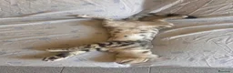 Bengala gatti in vendita: Cuccioli bengala  a Provincia della Spezia - Annuncio 25