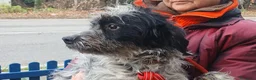 Meticcio cani in regalo: IL DOLCE LIVIO HA BISOGNO DI UNA CASA, IN ADOZIONE - Annuncio 4