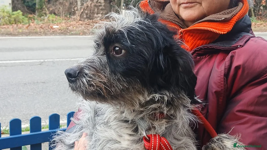 Meticcio cani in regalo: IL DOLCE LIVIO HA BISOGNO DI UNA CASA, IN ADOZIONE - Annuncio 4