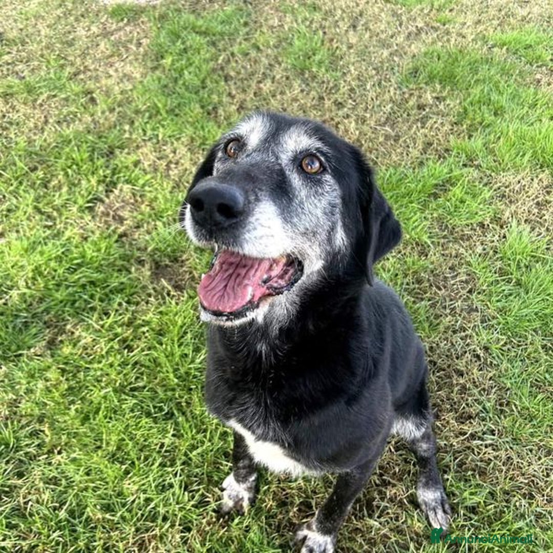 Meticcio cani in regalo: Adozione del cuore - Margherita a Provincia di Latina - Annuncio 5