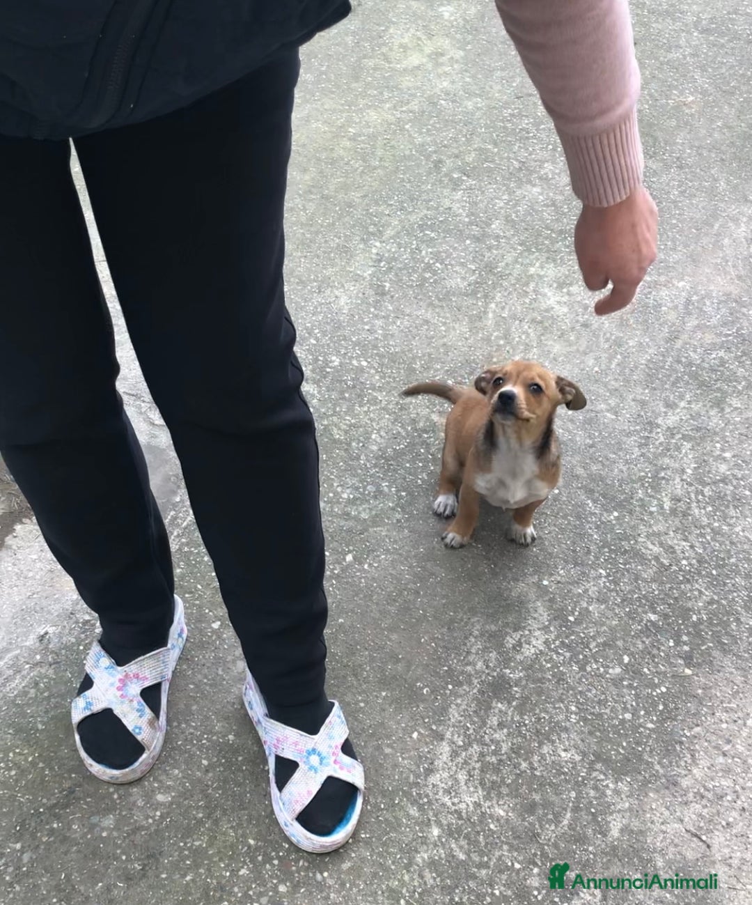 Meticcio cani in regalo: Cucciola Biba - Annuncio 2