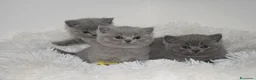 British gatti in vendita: BRITISH Shorthair BLU - Annuncio 8