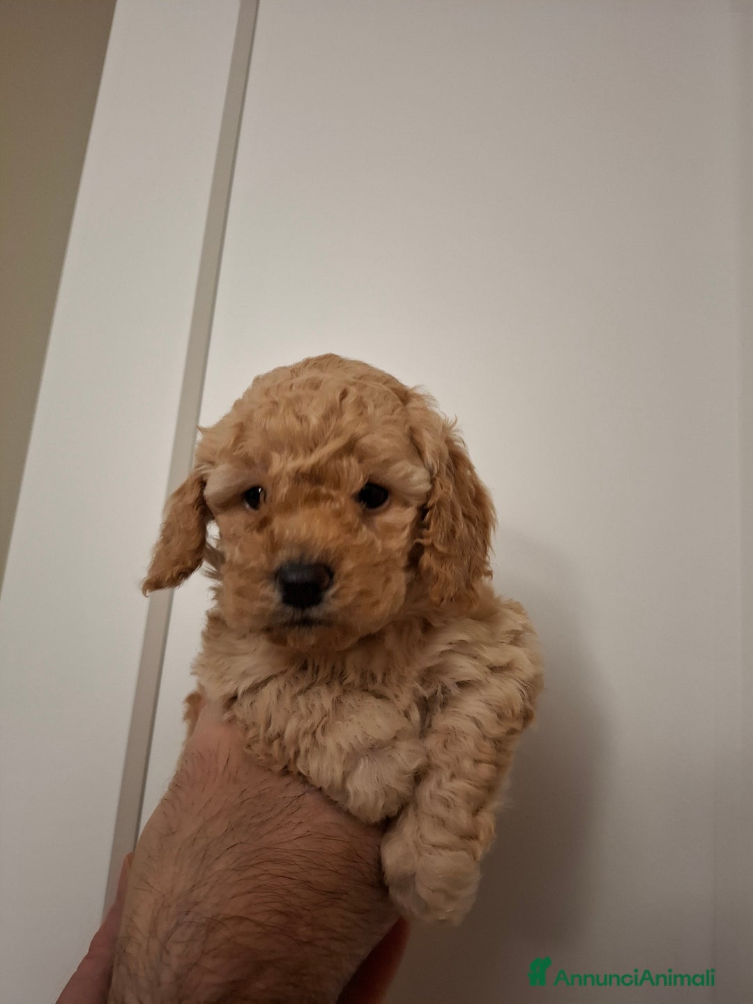 Barboncino Toy cani in vendita: Barboncino toy - Annuncio 2