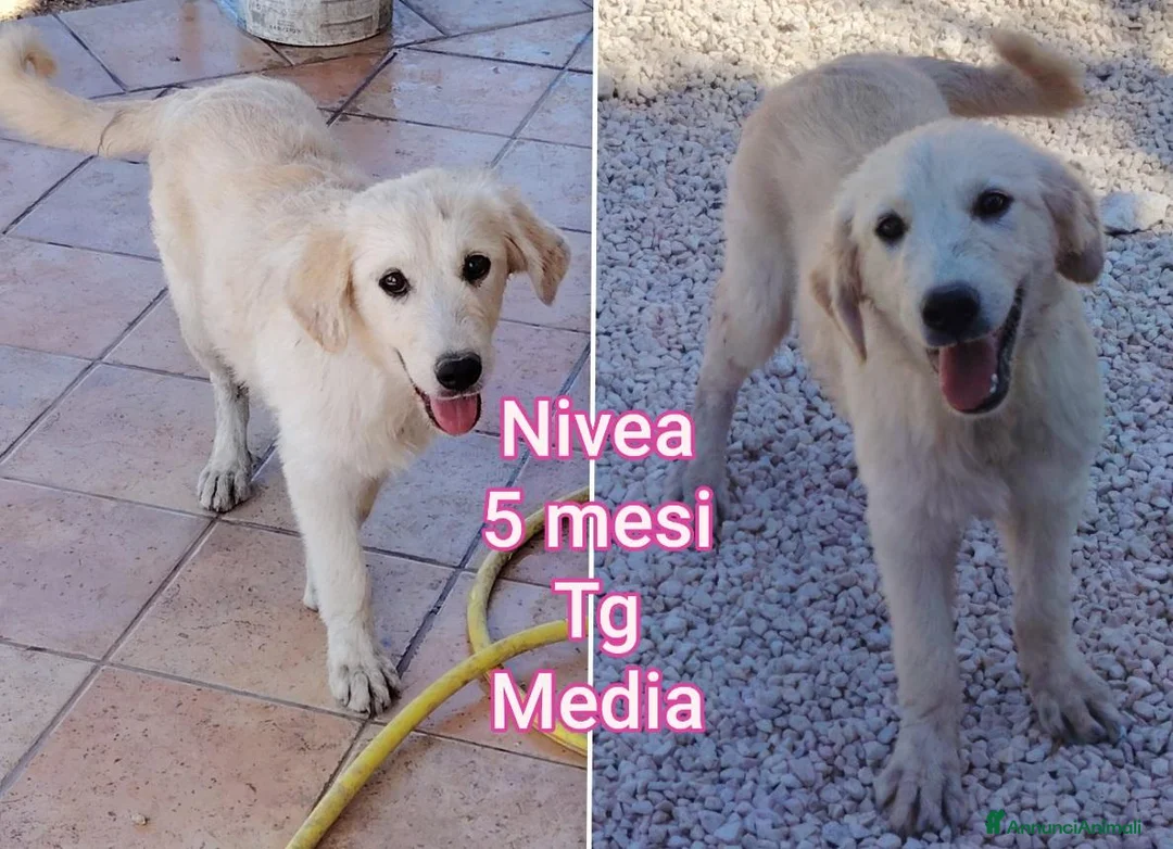 Meticcio cani in regalo: CUCCIOLI ABBANDONATI: EMERGENZA  a Città metropolitana di Milano - Annuncio 2
