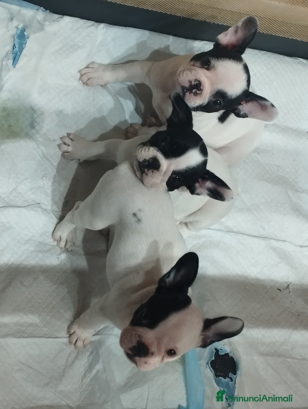 Bulldog Francese cani in vendita: Bulldog francese  - Annuncio 1