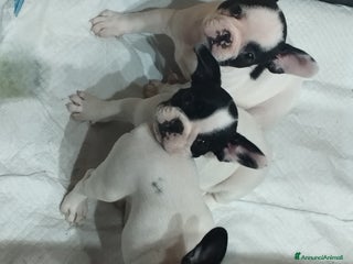 Bulldog Francese cani - Annuncio 4