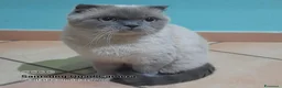 Scottish gatti in vendita: ALLEVAMENTO - Annuncio 7