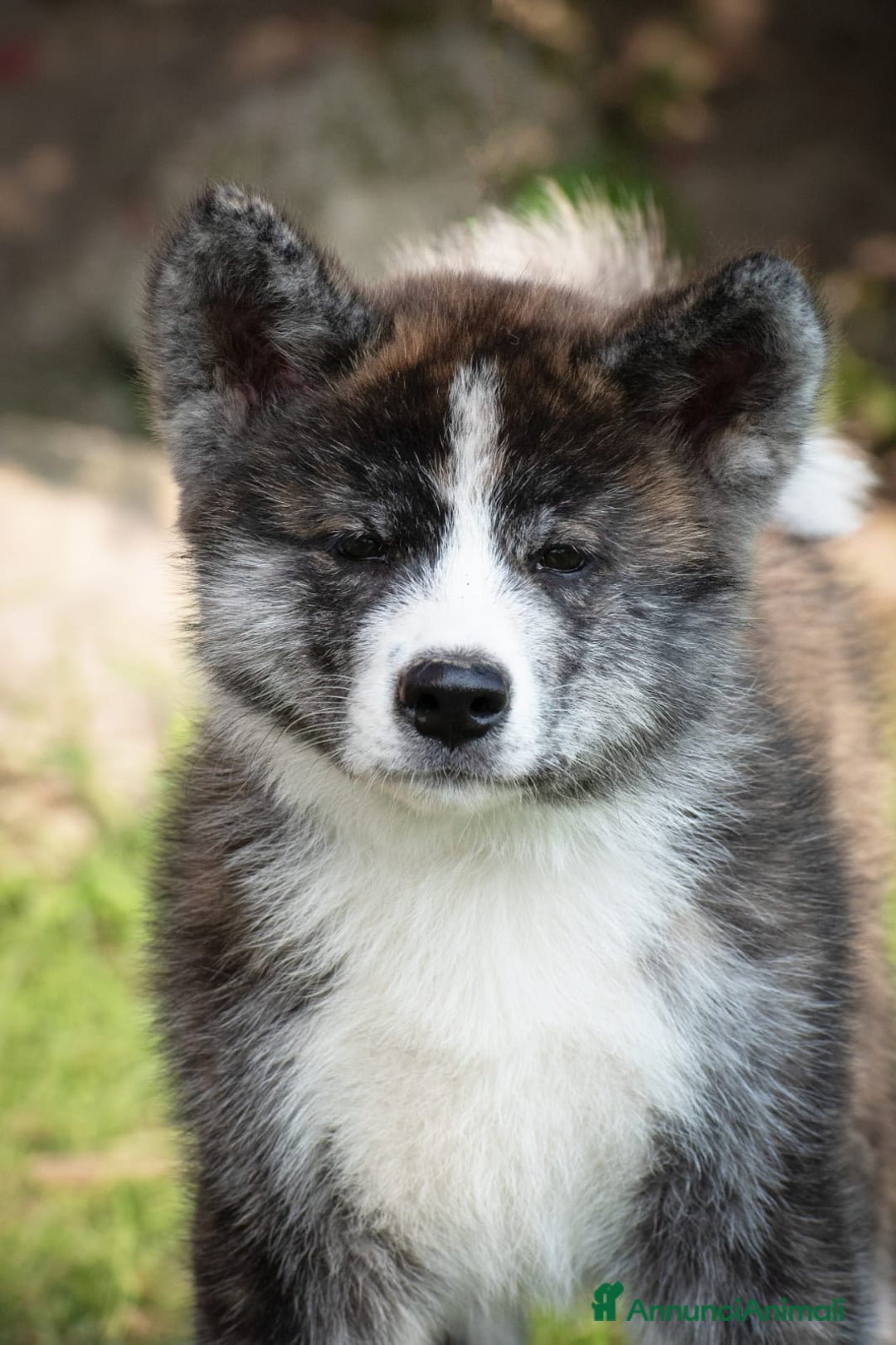 Akita Inu cani in vendita: Akita inu  a Provincia di Belluno - Immagine 3