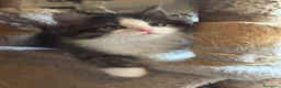Siberiano gatti in vendita: Gattino siberiano ipoallergenico - Annuncio 7