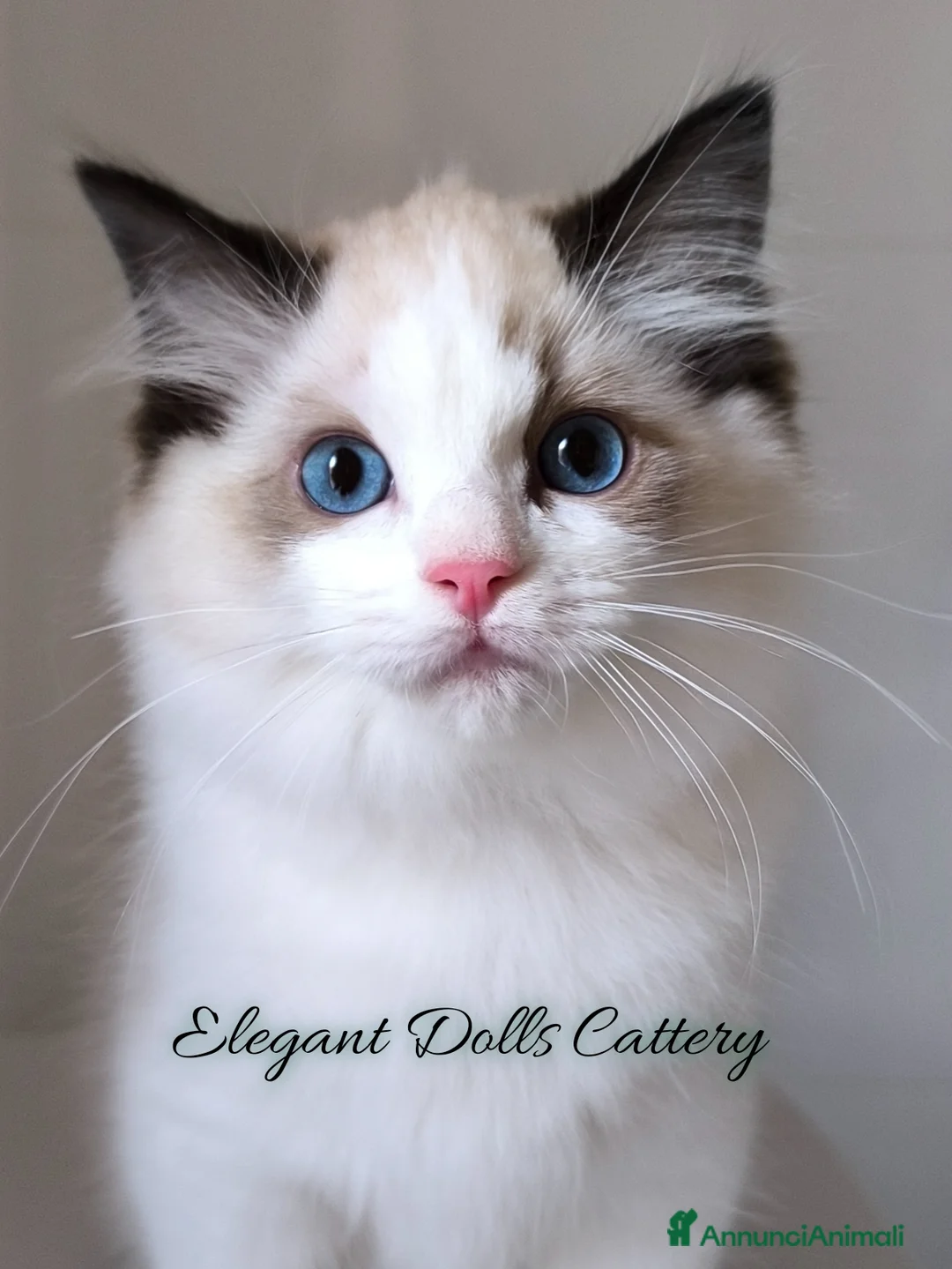 Ragdoll gatti in vendita: Ragdoll disponibile - maschio Seal bicolor - Annuncio 1