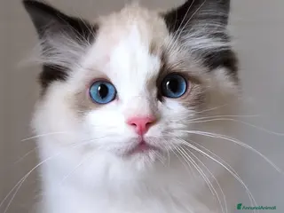 Ragdoll gatti Ragdoll disponibile - maschio Seal bicolor - Annuncio 28