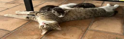 Europeo gatti in regalo: Gattini carinissimi gratis - Annuncio 2