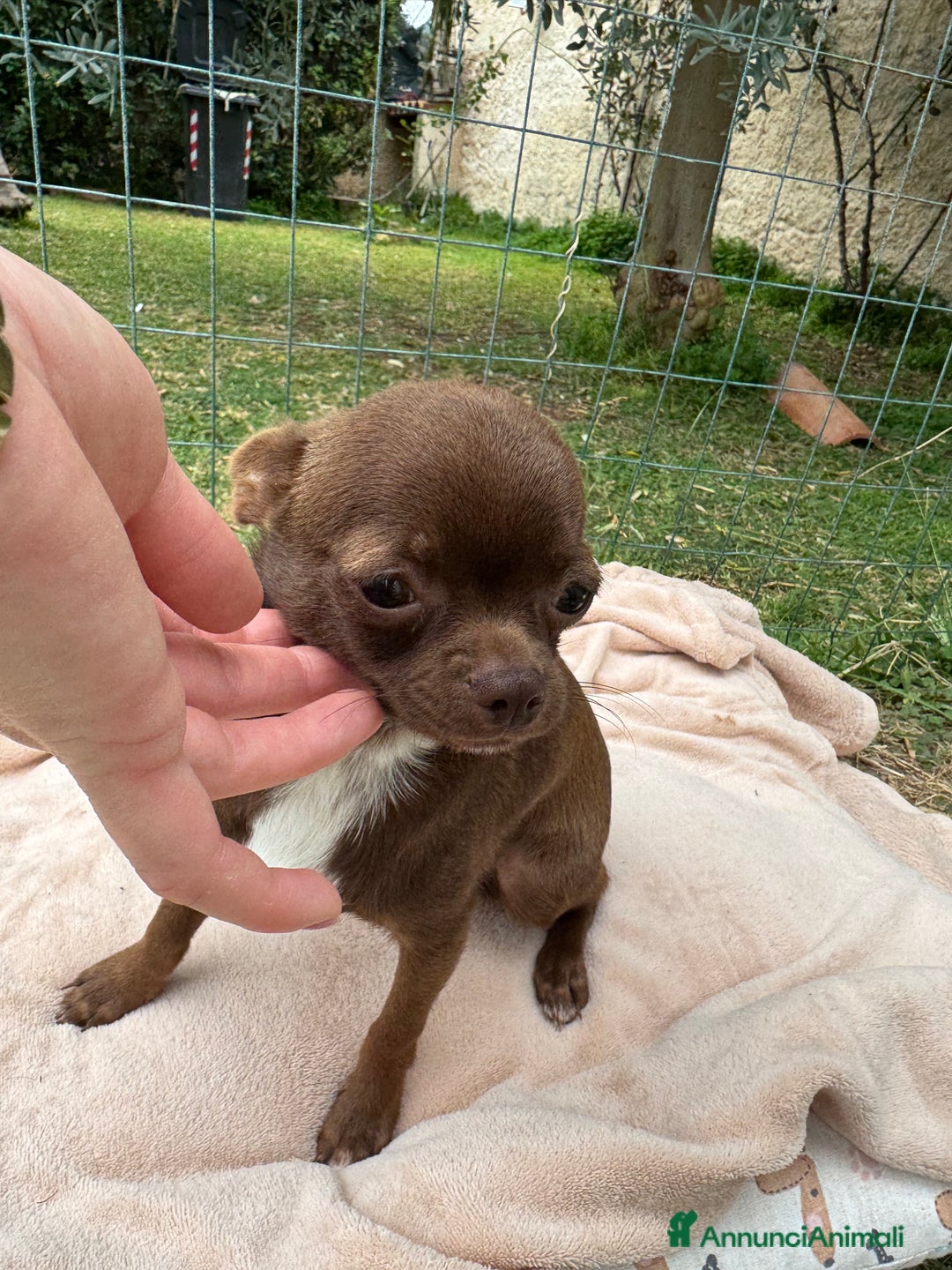 Chihuahua cani in vendita: Chihuahua maschio con pedigree Enci - Annuncio 8