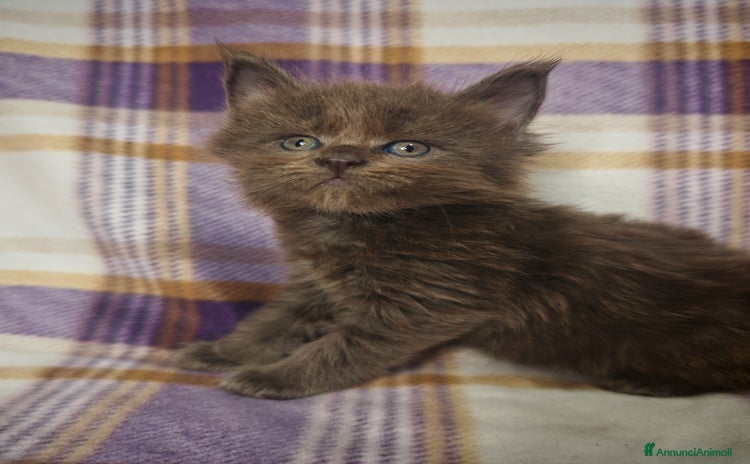 Maine Coon gatti a Provincia di Massa e Carrara - Annuncio 4