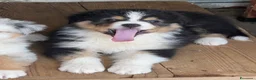 Australian Shepherd cani in vendita: Cucciolo black Tricolor di Australian Sheppard a Provincia di Rimini - Annuncio 6